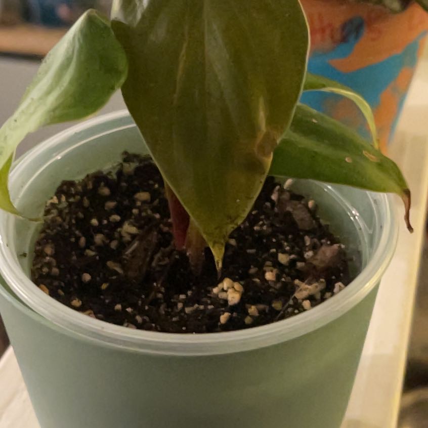 Photo of the plant species Philodendron Lynamii by @TopAvocado11 named Hemingway on Greg, the plant care app