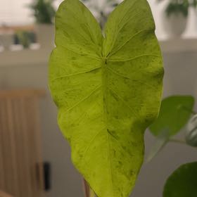 Photo of the plant species Mojito by @TopAvocado11 named Spike Leaves on Greg, the plant care app