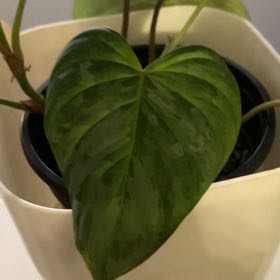 Photo of the plant species Philodendron 'Majestic' by @TopAvocado11 named Hamilton on Greg, the plant care app