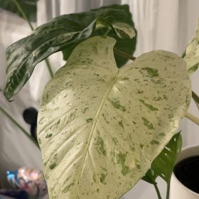 Photo of the plant species Alocasia Camo by @TopAvocado11 named da Vinci on Greg, the plant care app