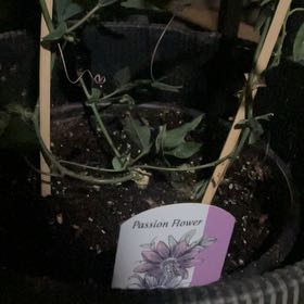 Photo of the plant species Passionflower by @TopAvocado11 named Dax on Greg, the plant care app