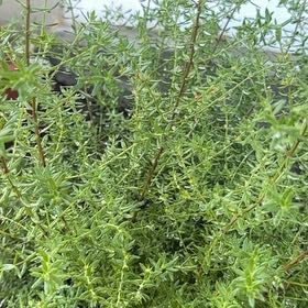 Photo of the plant species New Zealand Tea Tree by @PetPileasugar50 named Oscar on Greg, the plant care app
