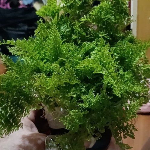 Photo of the plant species Cotton Candy Fern by @LimberPuriri44 named Zion on Greg, the plant care app