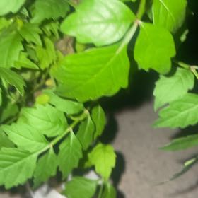 Photo of the plant species Trumpet Creeper by @ClassicAntplant named Bella on Greg, the plant care app