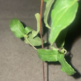 Photo of the plant species Japanese Honeysuckle by @ClassicAntplant named Walt on Greg, the plant care app