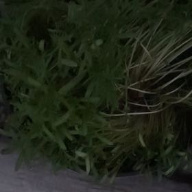 Photo of the plant species Chrysanthemum by @ClassicAntplant named Scarlett on Greg, the plant care app