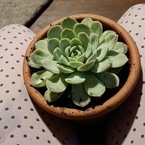 Photo of the plant species Echeveria 'Arctic Ice' by @GiftedKoa70 named Gomez on Greg, the plant care app