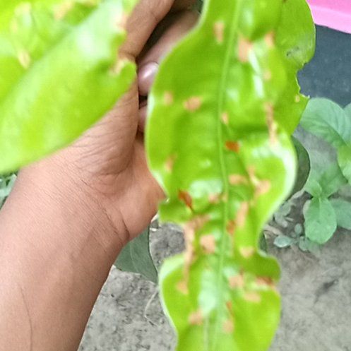 Photo of the plant species Jewels of Opar by @NewMum45 named Bodhi on Greg, the plant care app