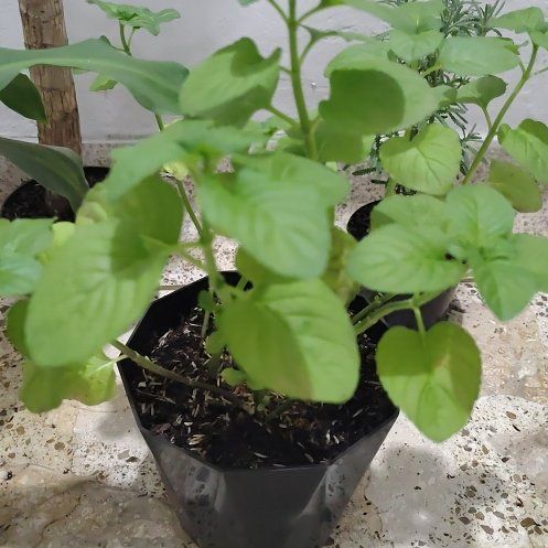 Photo of the plant species Holy Basil (Tulsi) by @BackupSoybean20 named Clooney on Greg, the plant care app