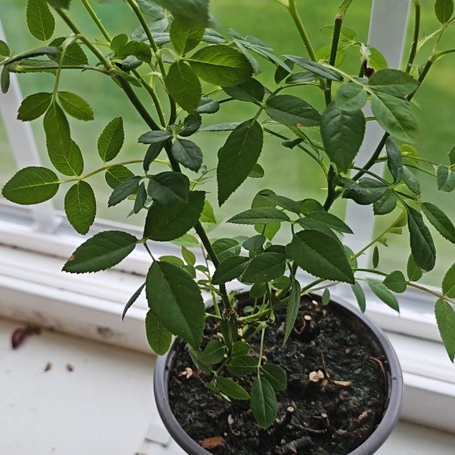 Photo of the plant species Dog Rose by @PivotalMorombe2 named Denali on Greg, the plant care app