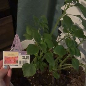 Photo of the plant species Impatiens by @FieryIcarus70 named Zeus on Greg, the plant care app
