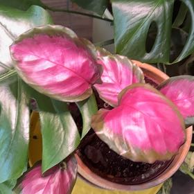 Photo of the plant species Rose Painted Calathea by @KeenTormentil87 named Hamilton on Greg, the plant care app