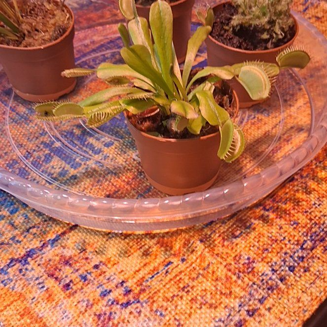 Photo of the plant species Venus Flytrap by @HeadLionsmane38 named Dax on Greg, the plant care app
