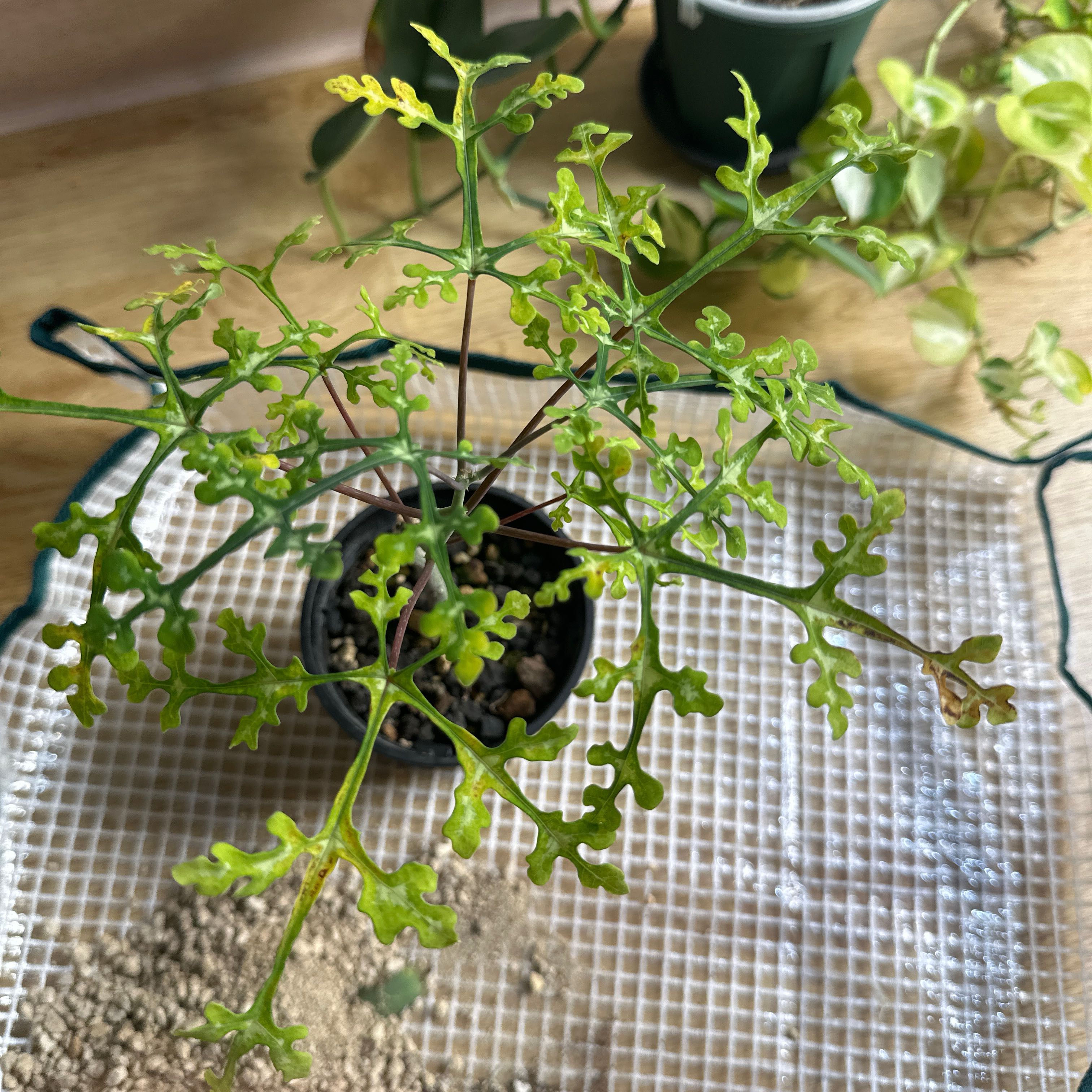 Photo of the plant species Perrier's Adenia by @Tchouly named Adenia perrieri on Greg, the plant care app