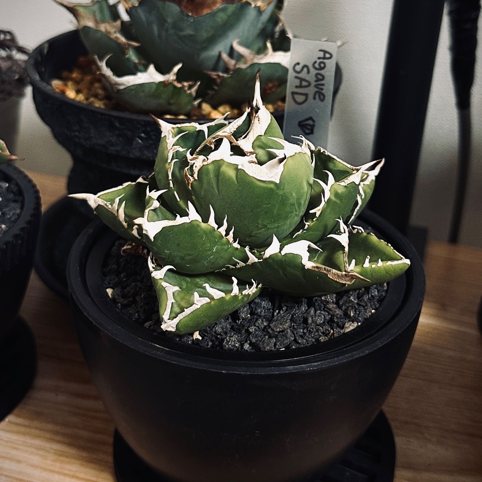 Photo of the plant species Agave titanota SAD by @Tchouly named Planty on Greg, the plant care app