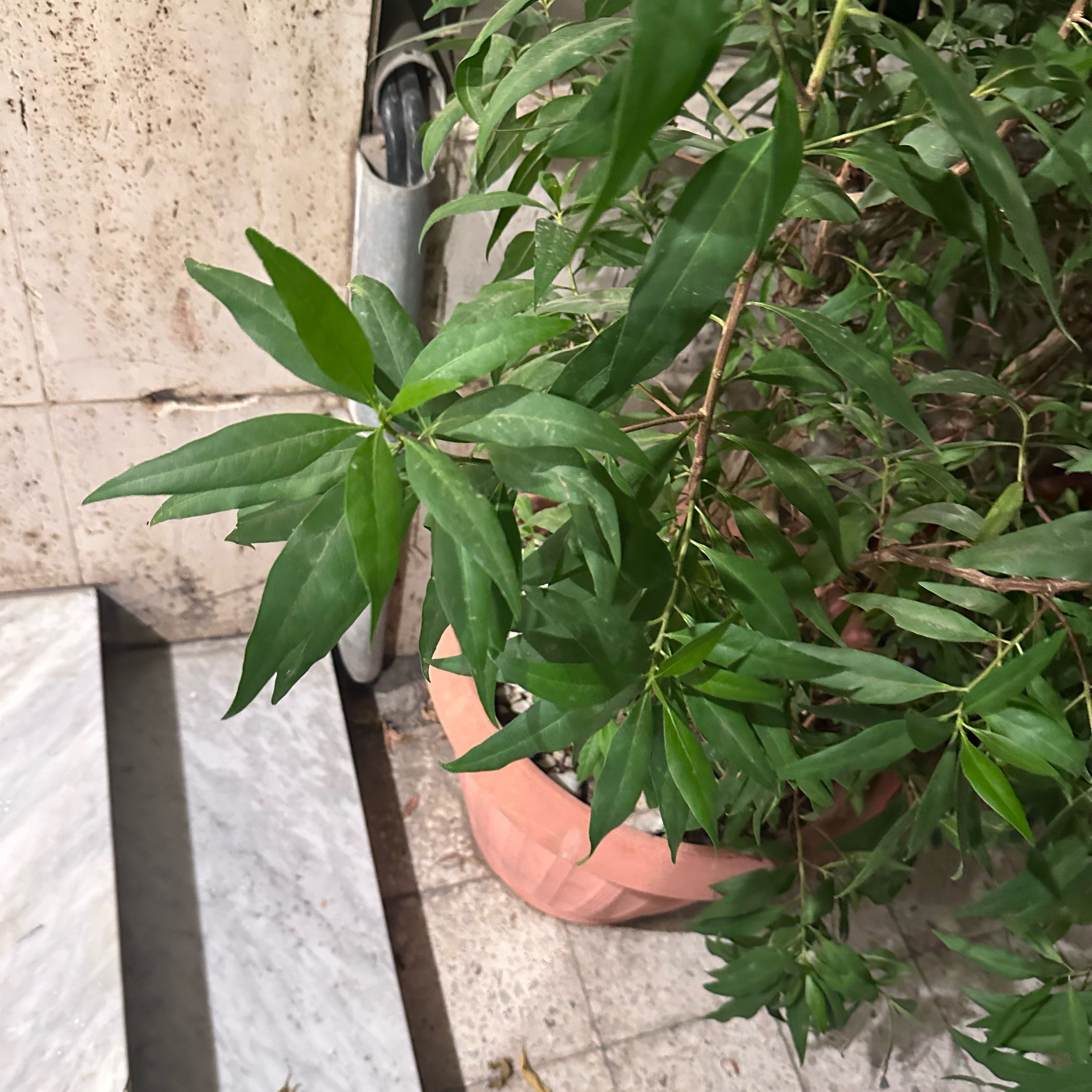 Photo of the plant species Spurgelaurel by @LucidBonsai75 named Eva on Greg, the plant care app
