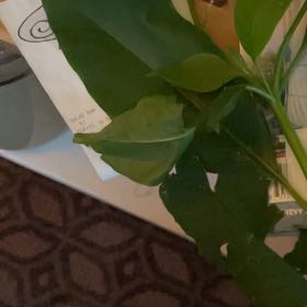 Photo of the plant species Lilac by @FabBluerose84 named Naomi on Greg, the plant care app