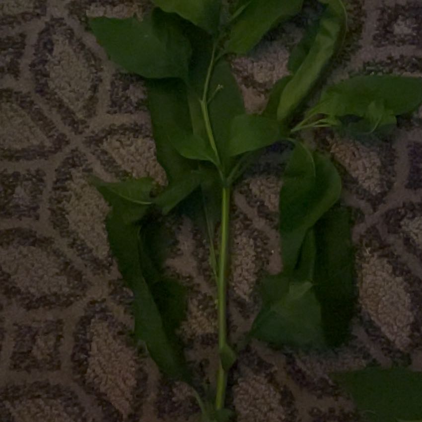 Photo of the plant species Fortune's Spindle by @FabBluerose84 named Gregarious on Greg, the plant care app