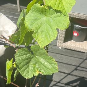 Photo of the plant species Wine Grape by @TastyMountain53 named Fernie Mac on Greg, the plant care app