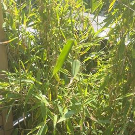 Photo of the plant species Monk's Belly Bamboo by @TastyMountain53 named Hemingway on Greg, the plant care app