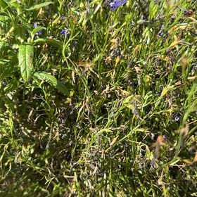 Photo of the plant species Edging Lobelia by @YiftAcajou50 named Captain Plant-it on Greg, the plant care app