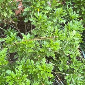 Photo of the plant species African Bush Daisy by @GodlyDewberry36 named Queen on Greg, the plant care app