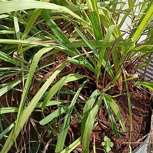 Photo of the plant species Lemon Grass by @LuckyCobnut71 named Fernie Mercury on Greg, the plant care app