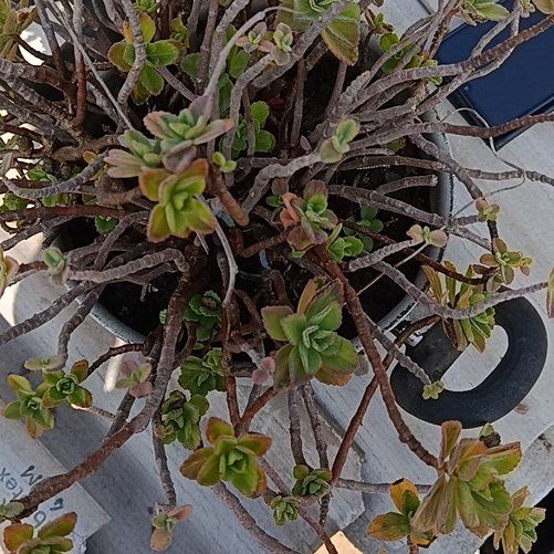 Photo of the plant species Plectranthus Neochilus by @LuckyCobnut71 named Achilles on Greg, the plant care app
