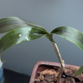 Photo of the plant species Epicattleya Rene Marques 'Flame Thrower' by @AngelTricolor87 named Emerson on Greg, the plant care app
