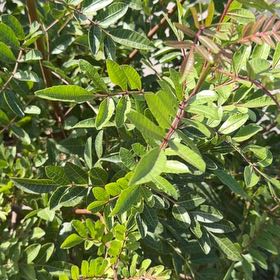 Photo of the plant species Brazilian Peppertree by @EarthlyPothos16 named Marley on Greg, the plant care app