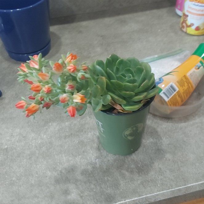 Photo of the plant species Elfstone by @QueenApricot69 named Elfie on Greg, the plant care app