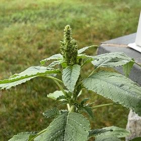 Photo of the plant species Careless Weed by @GallantTule6 named Dolores on Greg, the plant care app