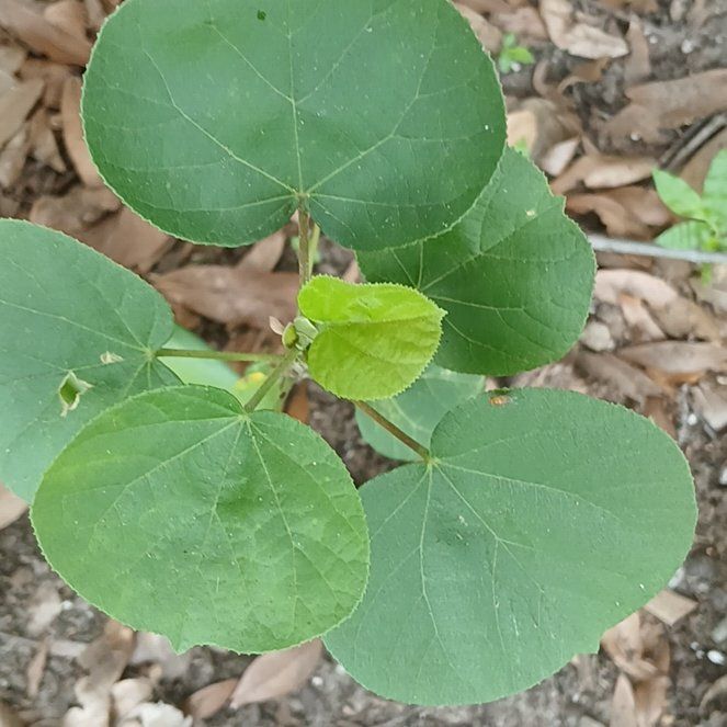Photo of the plant species Sea Hibiscus by @ConversantRye45 named Tupot amaroot on Greg, the plant care app