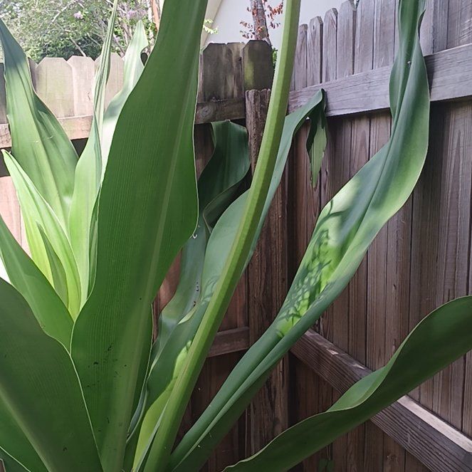 Photo of the plant species Poisonbulb by @ConversantRye45 named James Dean on Greg, the plant care app