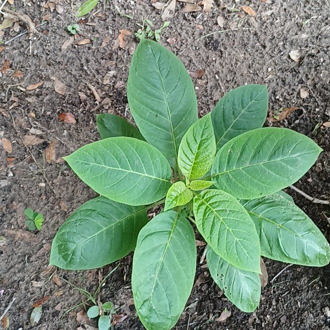 Photo of the plant species Brazil's White Angel Trumpet by @ConversantRye45 named Gaga on Greg, the plant care app