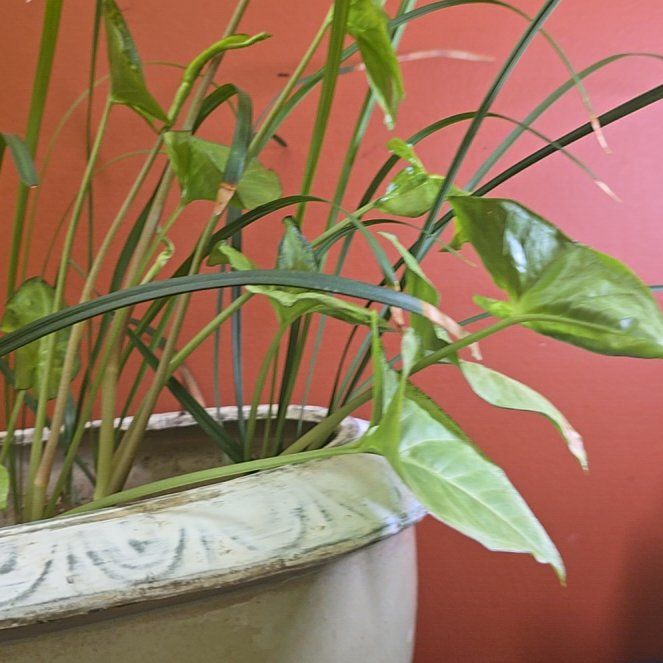 Photo of the plant species Green Arrow-Arum by @FunBonsi59 named Anne on Greg, the plant care app