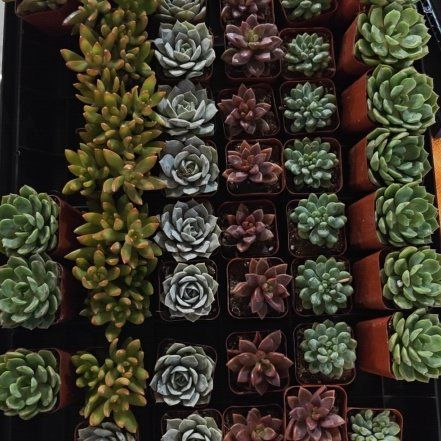 Photo of the plant species Oregon Stonecrop by @TryMorombe1 named Maya on Greg, the plant care app