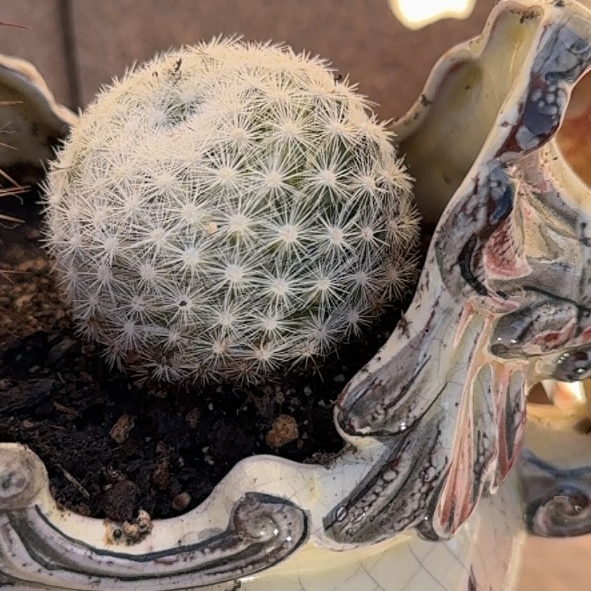 Photo of the plant species Mammilloydia by @SageChamise70 named Barrel on Greg, the plant care app