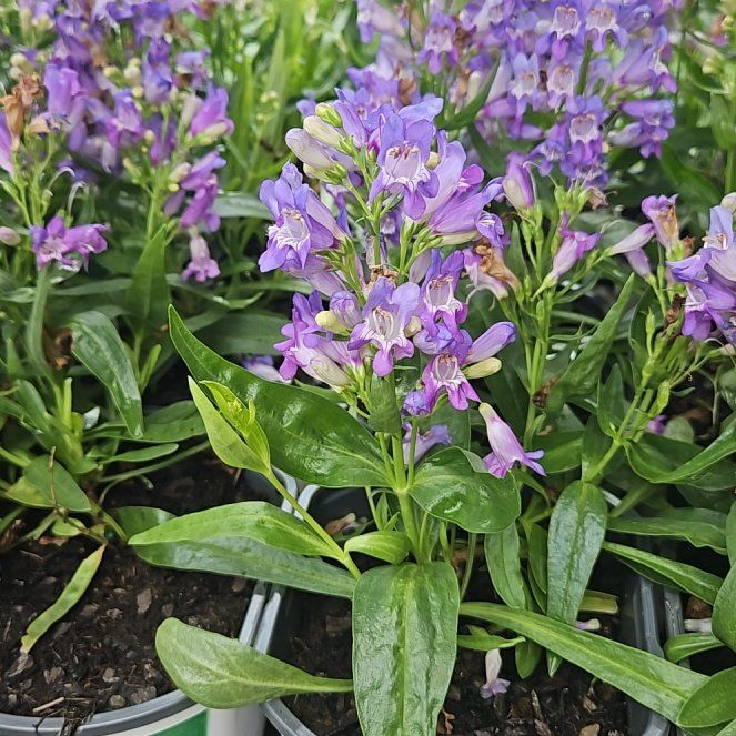 Photo of the plant species Pontian Rhododendron by @LargeKanna17 named Homer on Greg, the plant care app