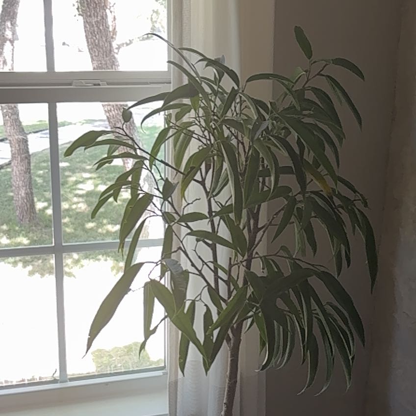 Photo of the plant species Ficus Maclellandii by @ZingyKanono55 named Freddy on Greg, the plant care app