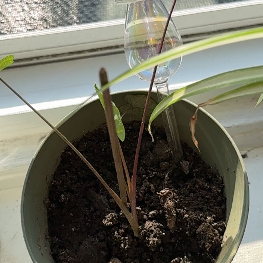 Photo of the plant species Lemon Grass by @YummyLantana86 named Lavender on Greg, the plant care app