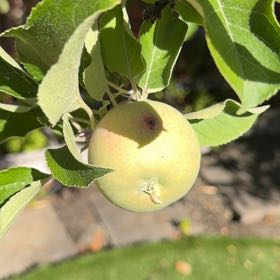 Photo of the plant species Apple by @DreamyBorage39 named Morgan Treeman on Greg, the plant care app