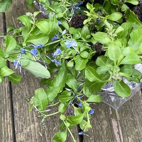 Photo of the plant species Blue Plumbago by @LordOakmoss35 named Planty on Greg, the plant care app