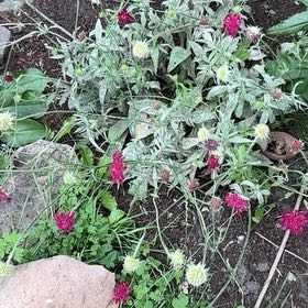 Photo of the plant species Knautia by @ForrealRedash11 named Darwin on Greg, the plant care app