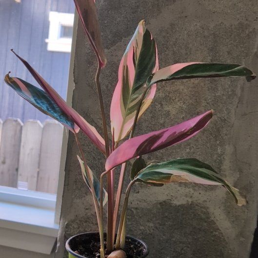 Photo of the plant species Stromanthe sanguinea 'Tricolor' by @SolidMiro3 named Athena on Greg, the plant care app