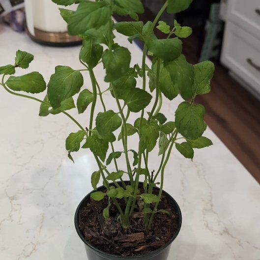 Photo of the plant species Mint by @SolidMiro3 named Mesin on Greg, the plant care app