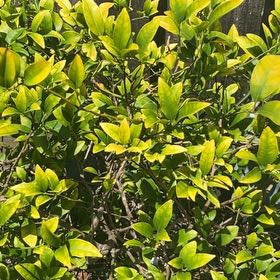 Photo of the plant species Waxleaf Privet by @GuardianPuka75 named Lavender on Greg, the plant care app