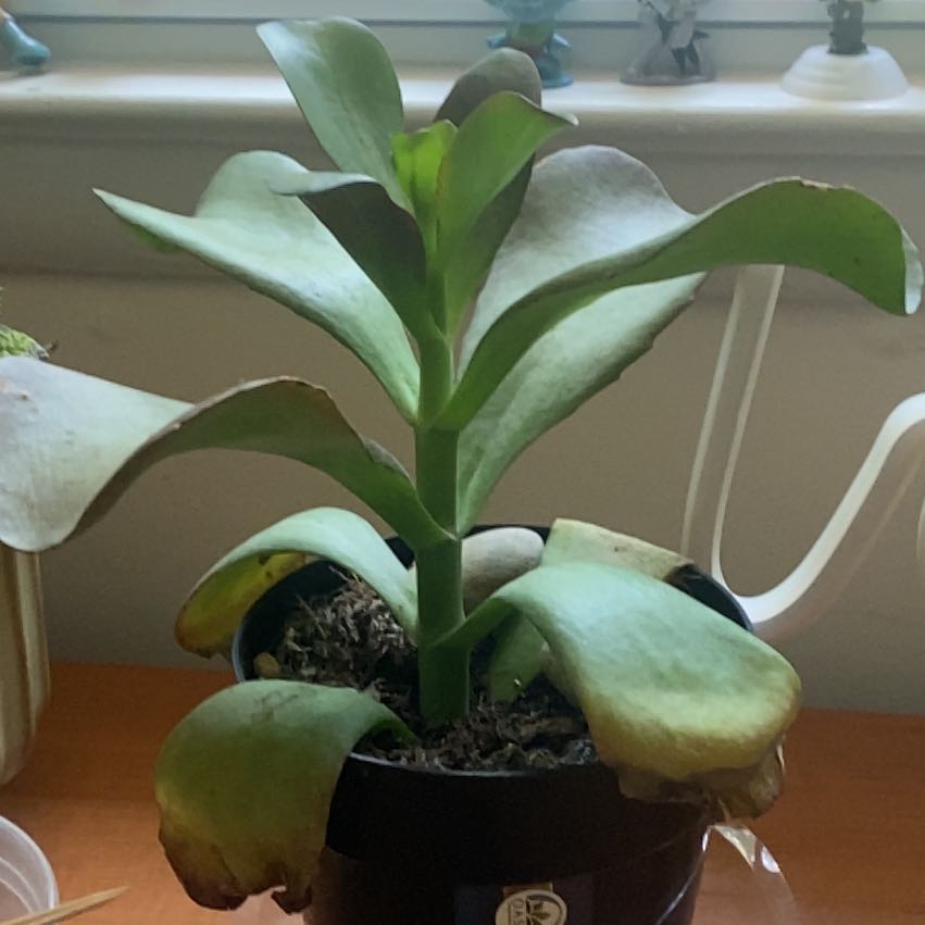 Photo of the plant species Kalanchoe 'Dragonfire' by @ExecUngnadia75 named Messi on Greg, the plant care app