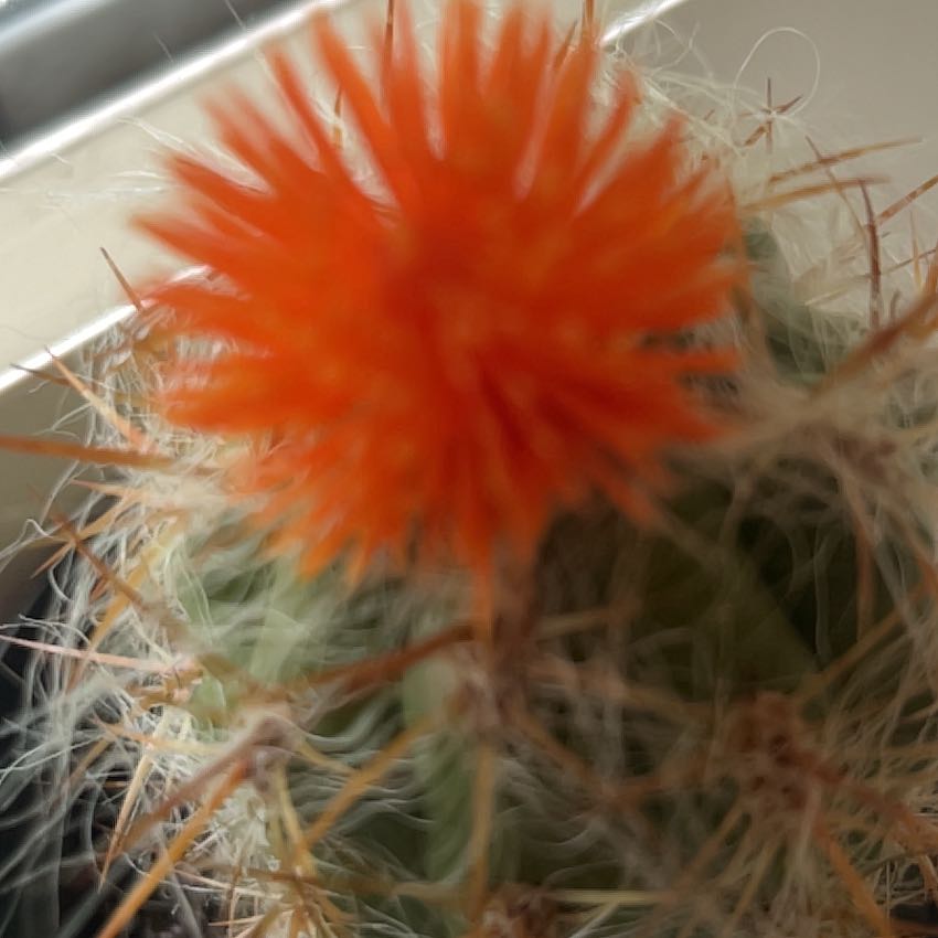Photo of the plant species Orange Hawkweed by @ExactDeerfern70 named Anne on Greg, the plant care app