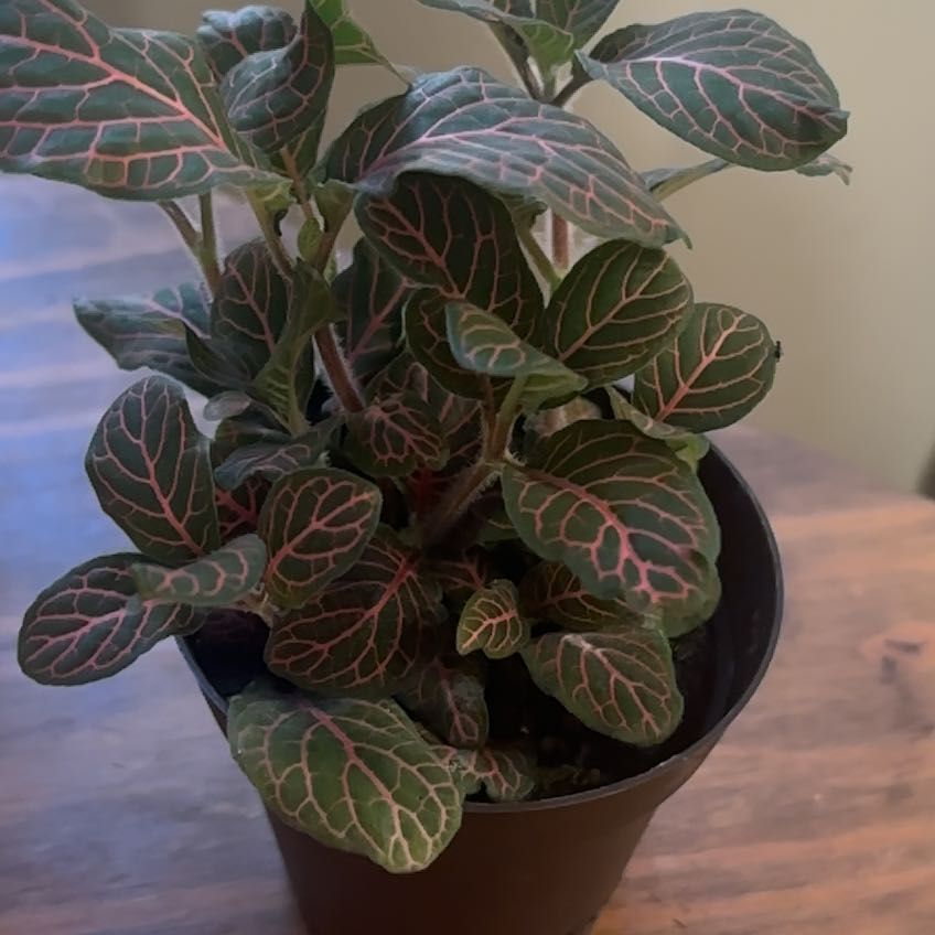 Photo of the plant species Juanita Nerve Plant by @TutorRimu56 named Bella on Greg, the plant care app